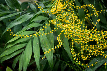 15 PARLOR PALM Neanthe Bella Palm Chamaedorea Elegans Tree Houseplant Seeds